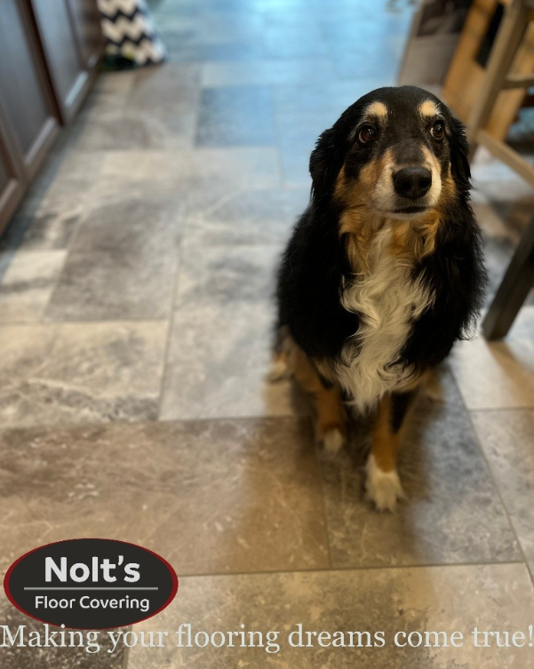 Nolts-Flooring-Blog-Best-Flooring-For-Busy-Homes-Dog