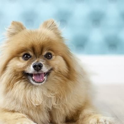 Shop for Chesapeake floors at Nolts Floor Covering, Inc.